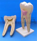 Molar Model